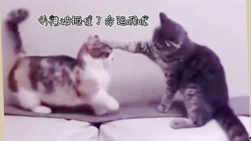 喵星人搞笑视频集锦,萌宠视频集锦欢乐无限