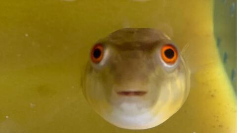 斑马狗头鱼视频,揭秘水中“斑马”的奇特魅力